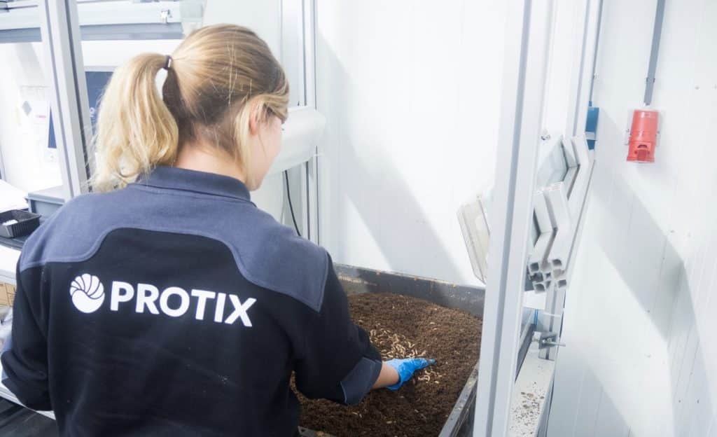 Dutch biotech-startup Protix banks €45M to breed insects for aquaculture
