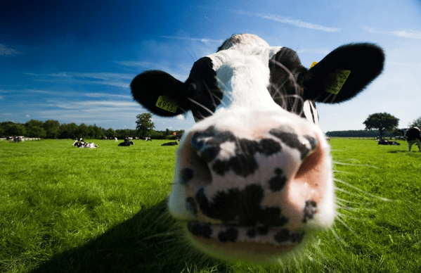 Has agritech startup Mastiline found the golden udder?