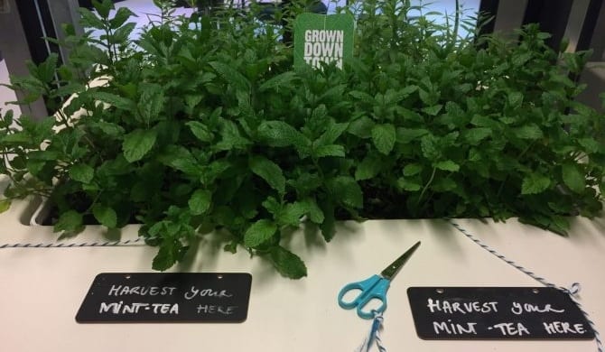 The seven startups of Let it Grow will make your life greener