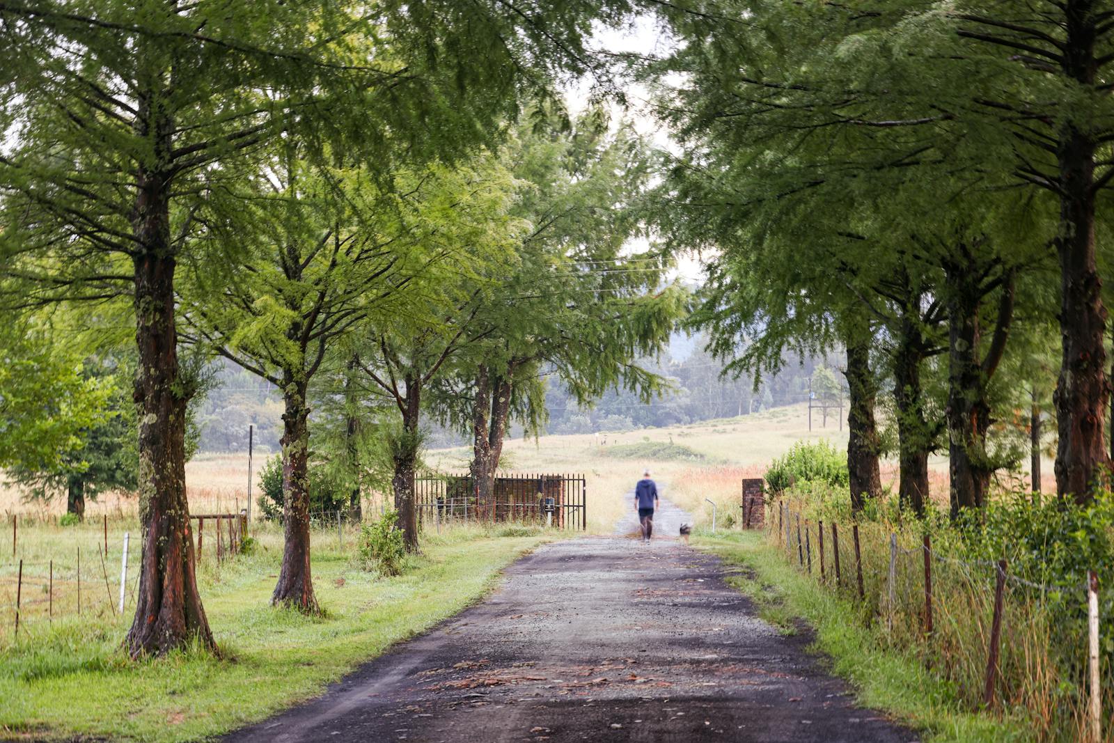 walking dog countryside