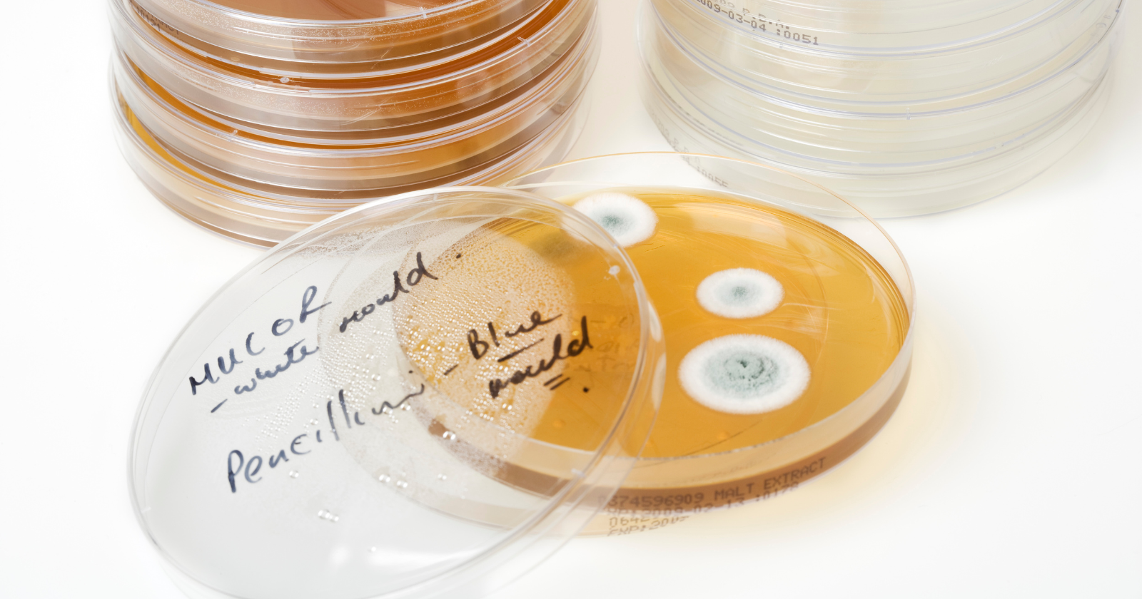 In 1928, Scottish bacteriologist Alexander Fleming returned from holiday to a stack of staphylococcus plates, noticed a blue-green mould had cleared a halo through the bacteria, and gave the leaking compound a name that would change medicine: penicillin