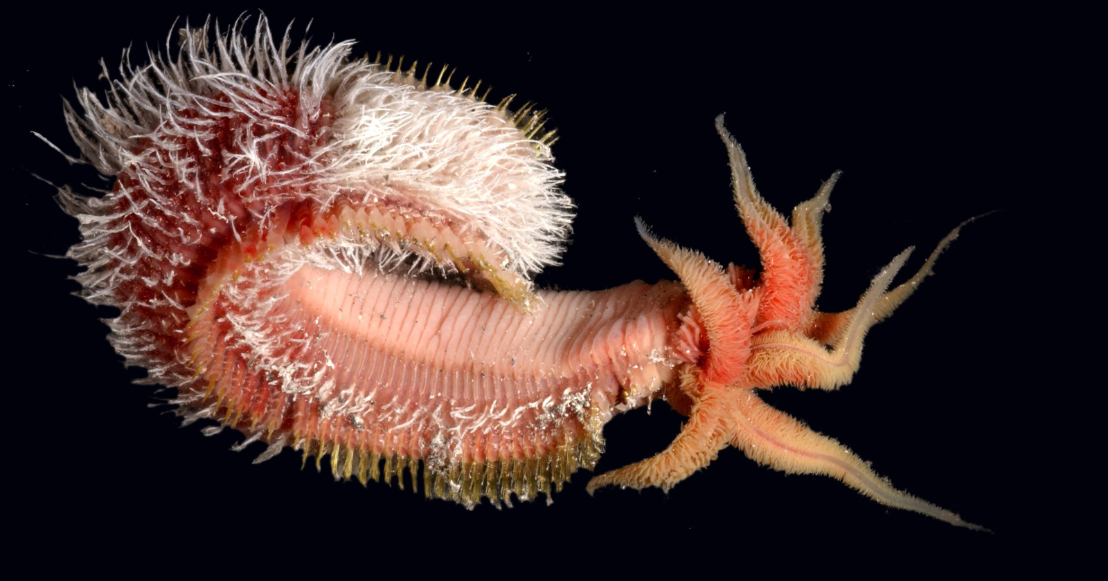 The Pompeii worm lives on the chimneys of deep-sea hydrothermal vents with its tail bathed in 80°C water and its head in 22°C water, the steepest thermal gradient any animal on Earth tolerates, and it survives by farming a fleece of bacteria on its back that may be insulating it from the heat