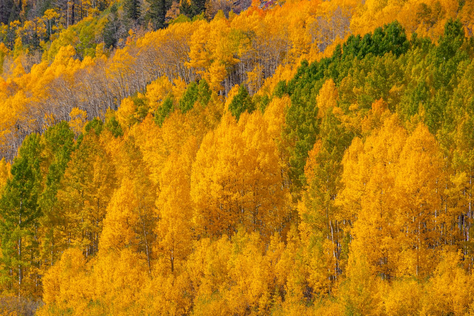 A single aspen colony in Utah called Pando covers 106 acres, weighs 6,000 tons, and is genetically one organism connected by a root system that may have been alive for 14,000 years and is now slowly being eaten to death by mule deer