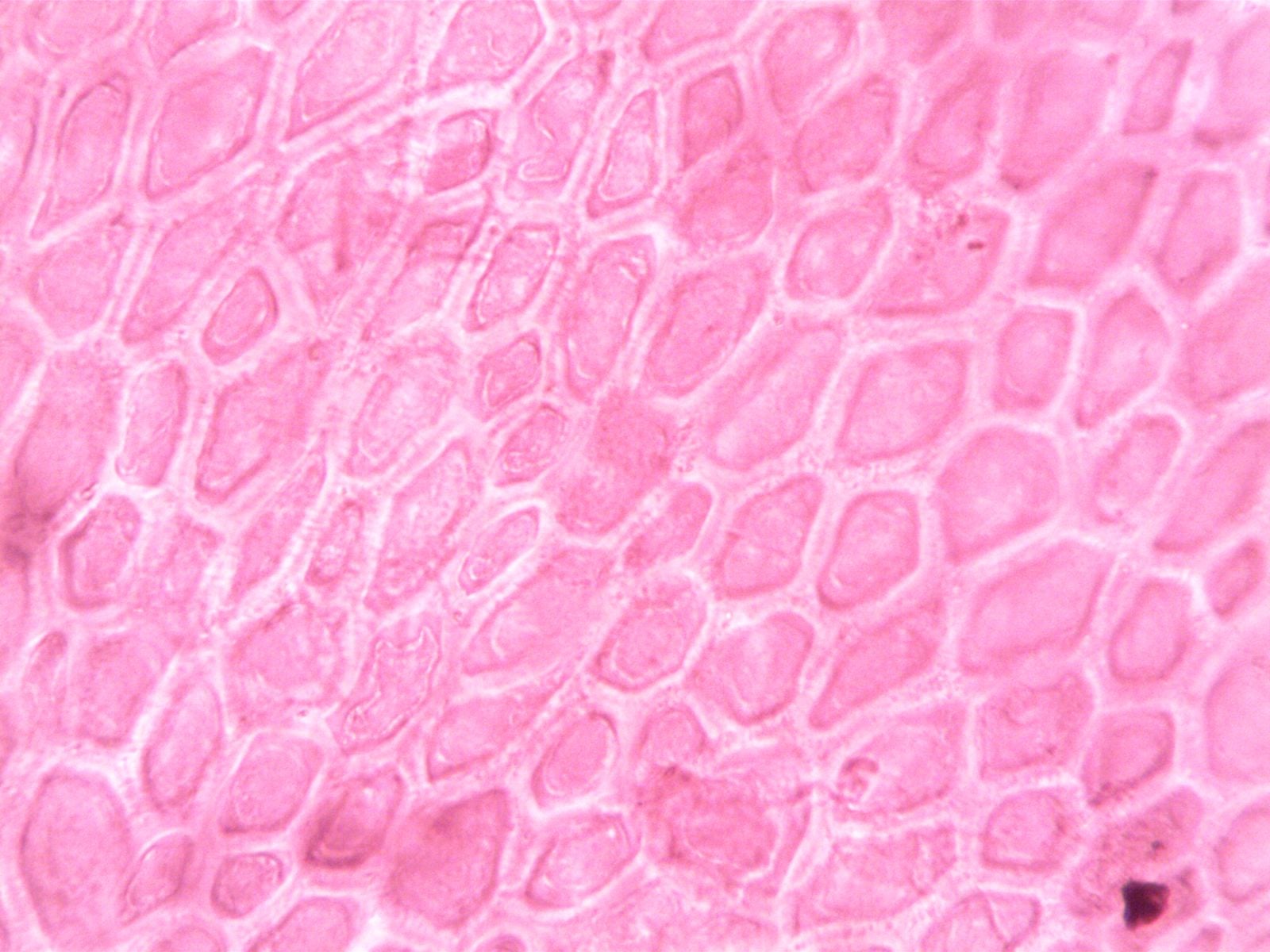aging cell biology