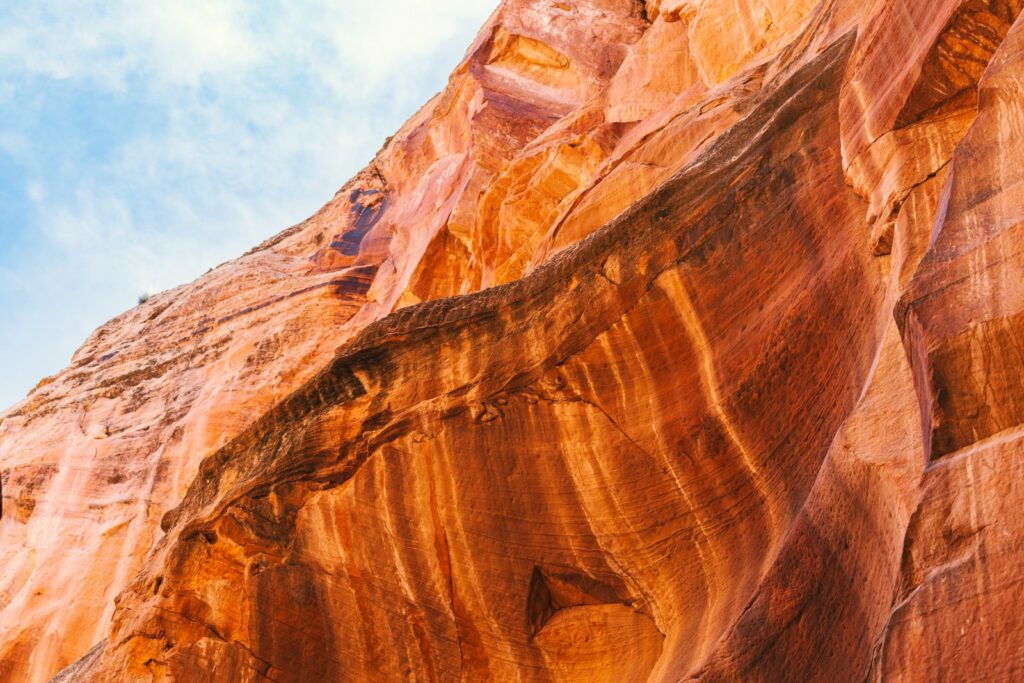 In 1994, a park ranger abseiling into a sandstone gorge 150 kilometres from Sydney found a stand of trees with bark like bubbling chocolate that turned out to be Wollemi pines, a species the fossil record had declared extinct for 90 million years and whose location the New South Wales government still refuses to publish