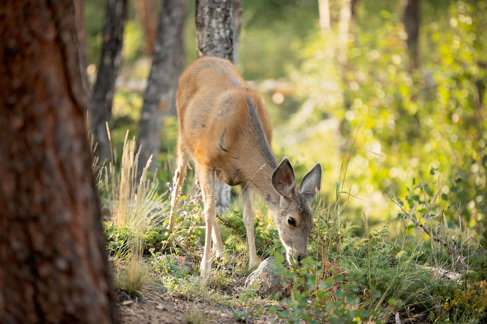 mule deer aspen forest