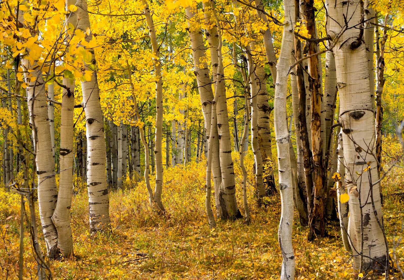 Pando aspen grove Utah