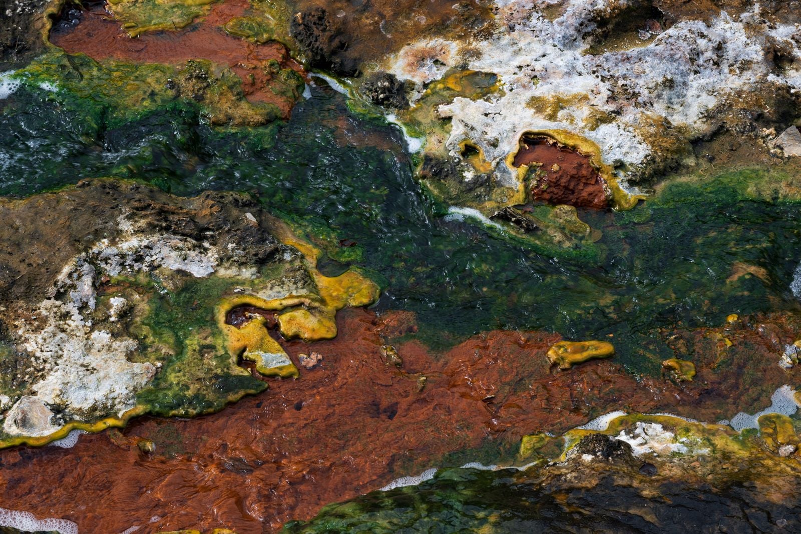 Pompeii worm hydrothermal vent