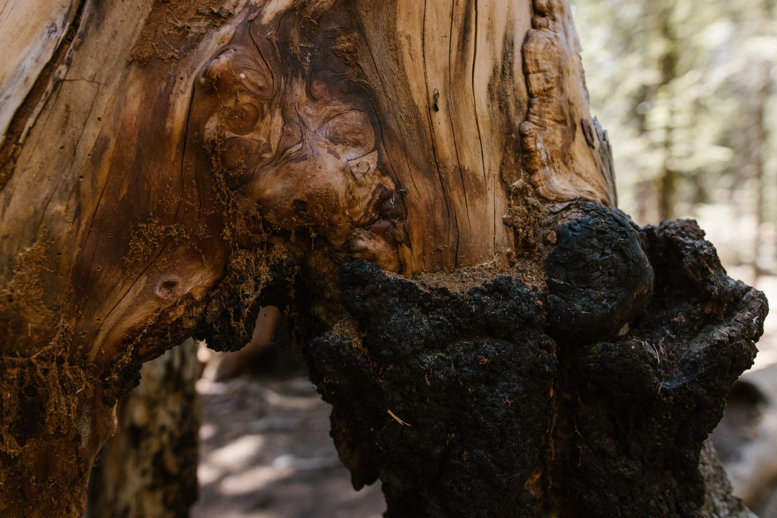 In 1994, a park ranger abseiling into a sandstone gorge 150 kilometres from Sydney found a stand of trees with bark like bubbling chocolate that turned out to be Wollemi pines, a species the fossil record had declared extinct for 90 million years and whose location the New South Wales government still refuses to publish