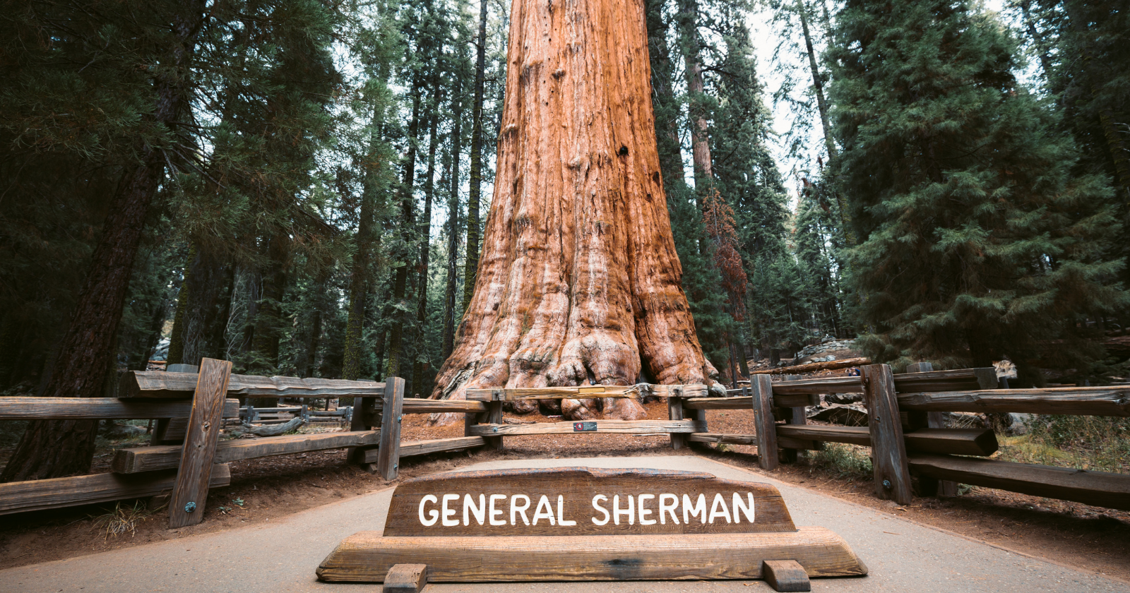 General Sherman giant sequoia tree