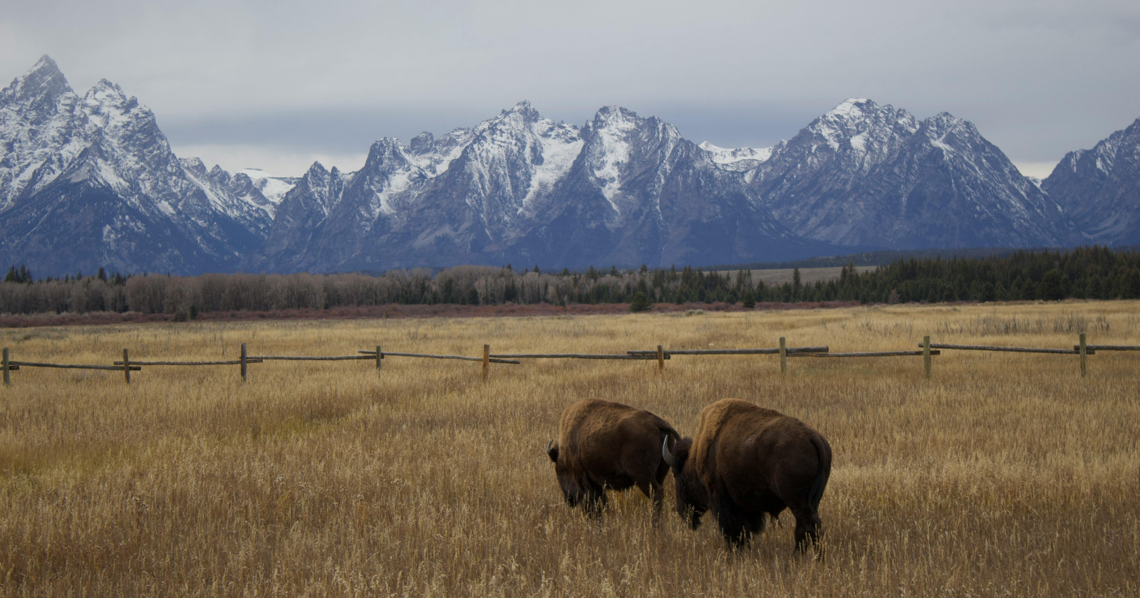 Bison in a mountain landscape