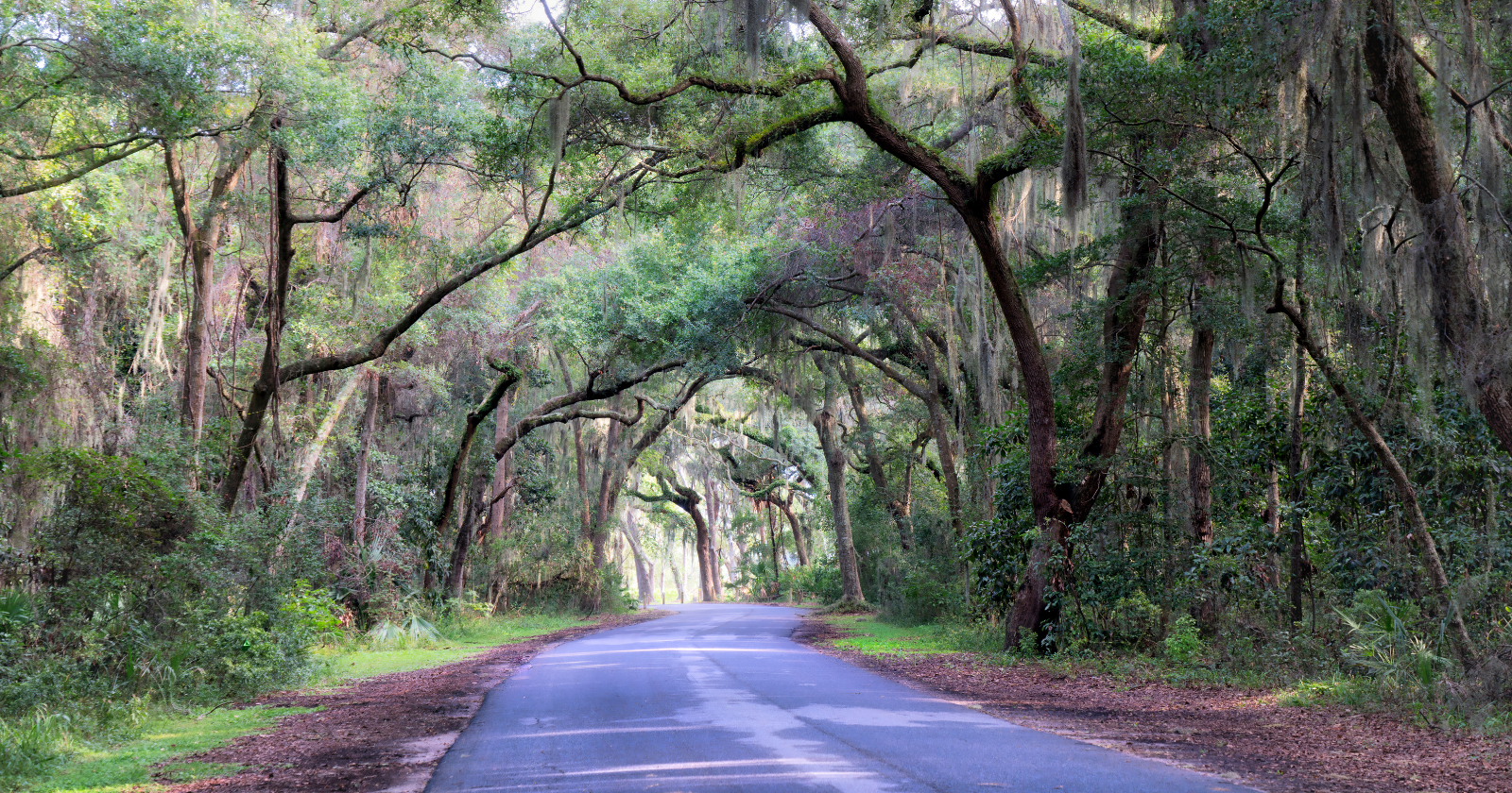 Tree-lined road
