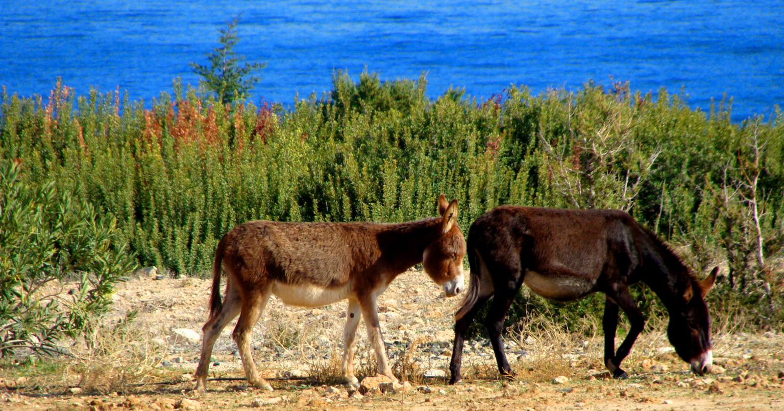 Two donkeys near a coastline