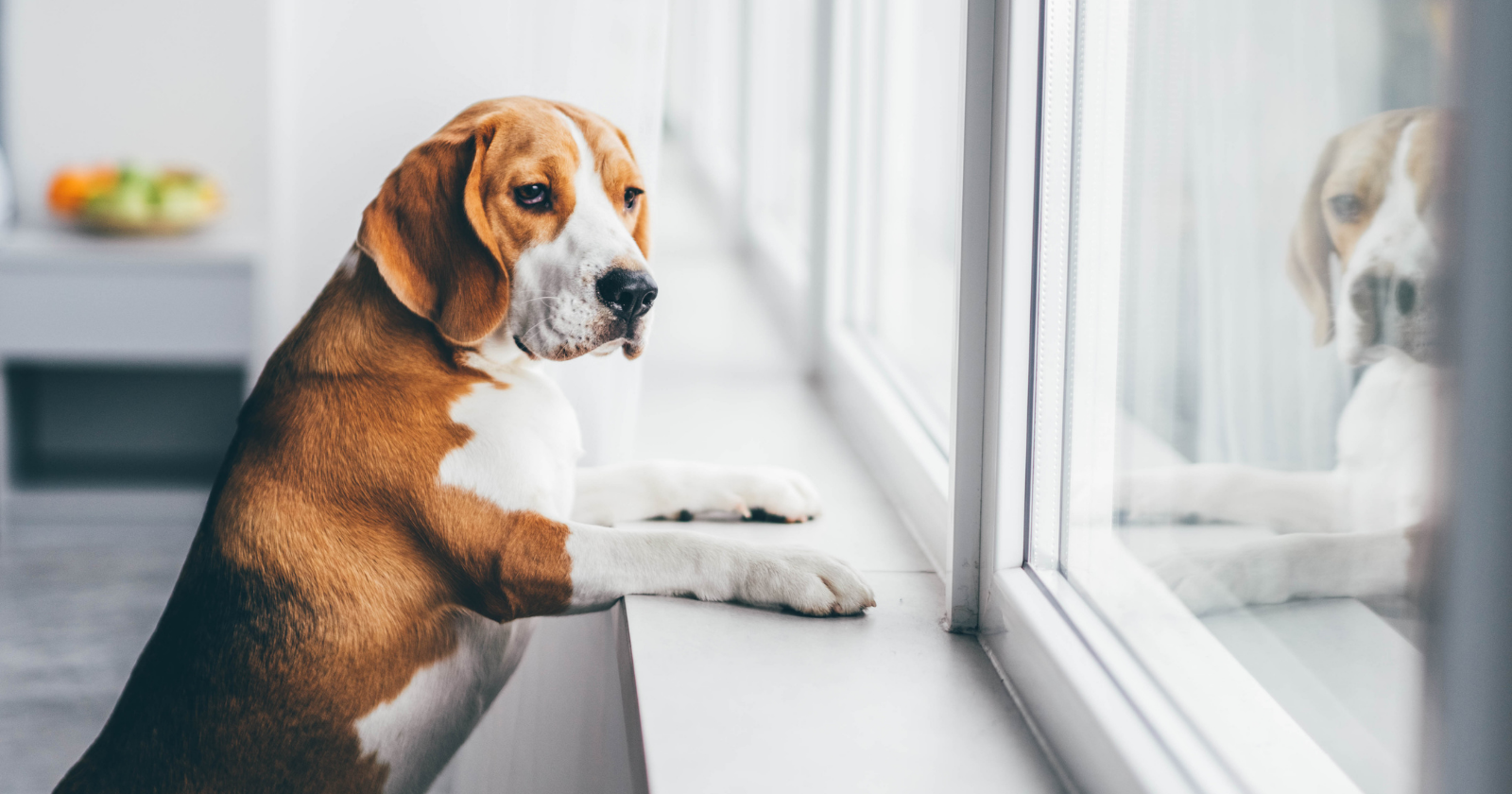 Dog waiting beside a window