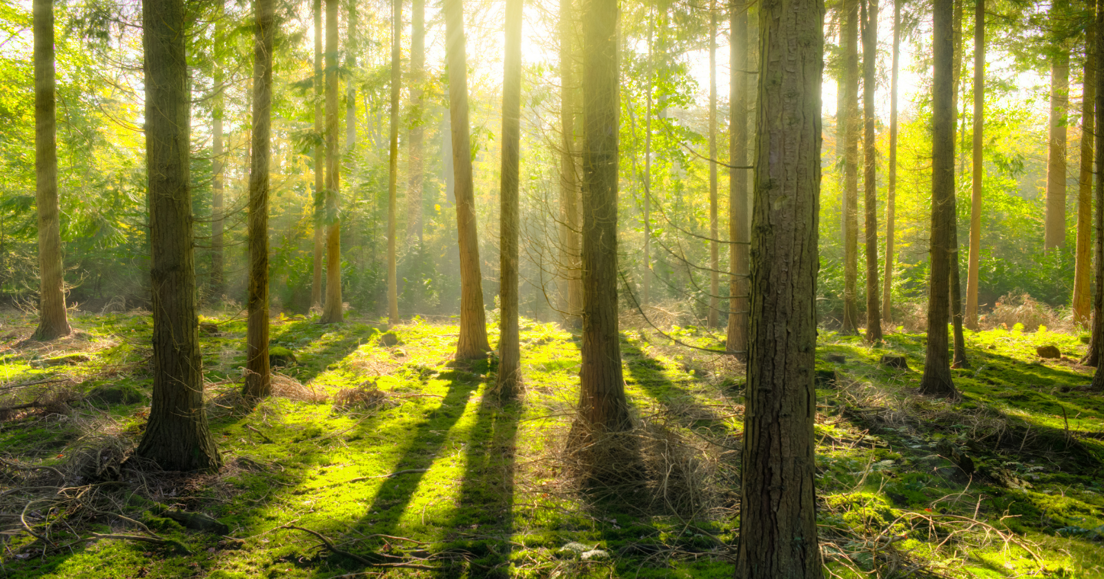 Japan has a word, 木漏れ日 (komorebi), for sunlight filtering through the gaps between leaves and branches — an everyday sight captured so precisely in Japanese that English needs an entire phrase to describe it