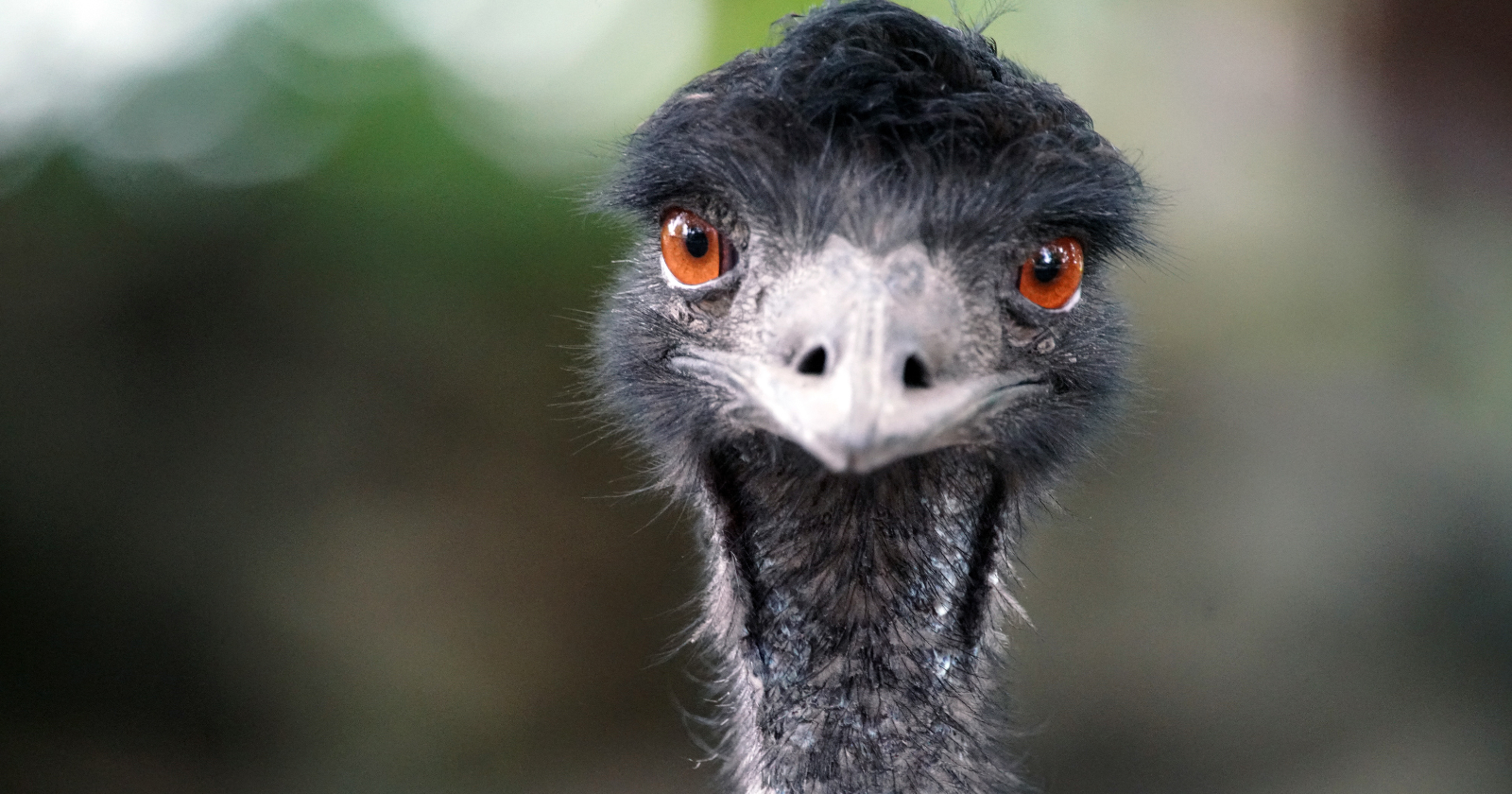 Close-up of an emu's face