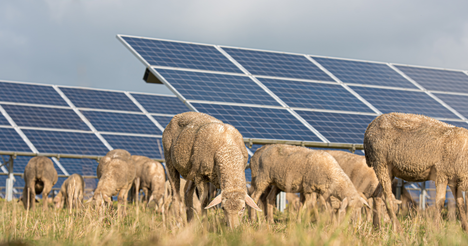 Sheep grazing between solar panels