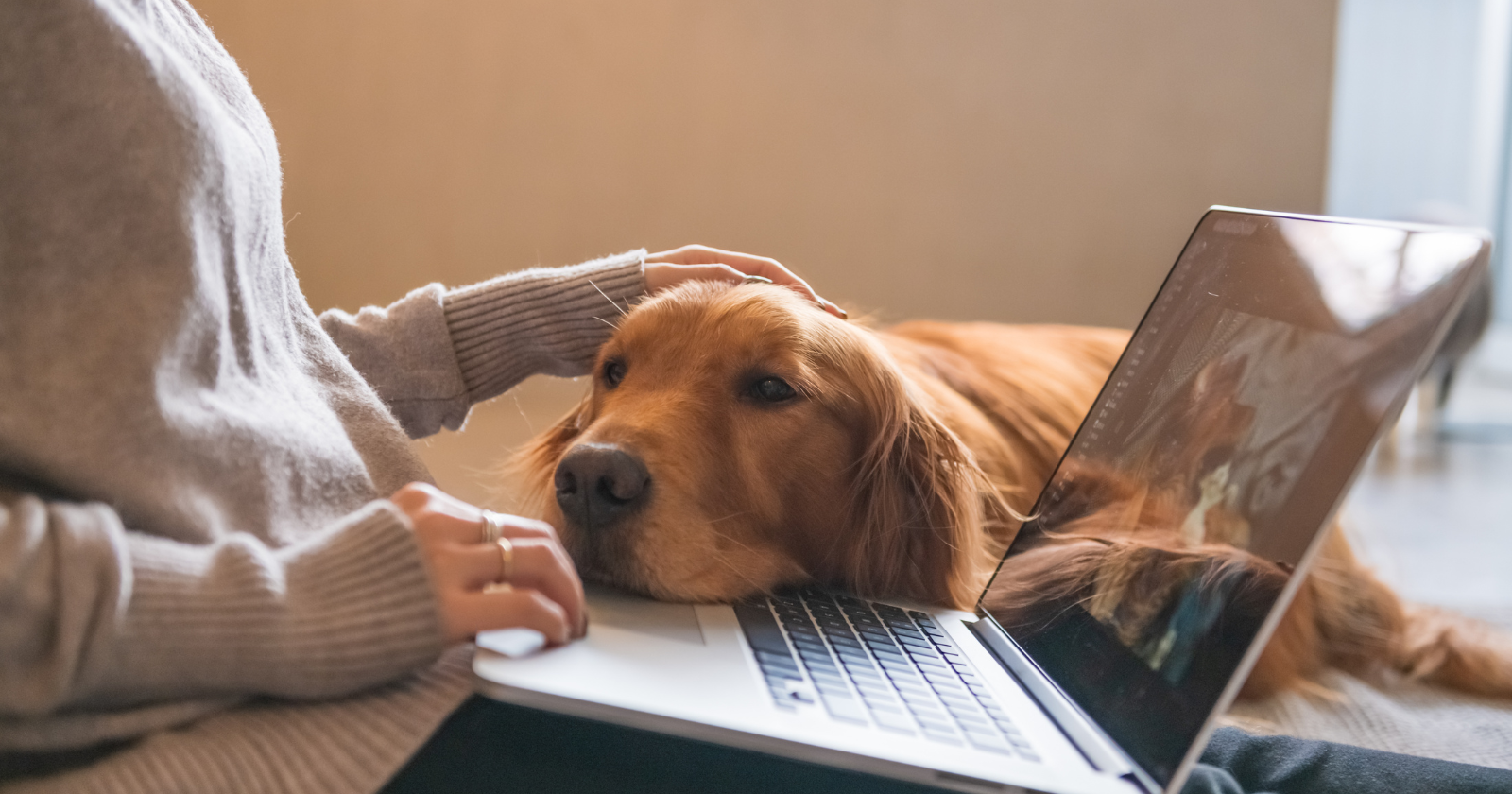 Person using a laptop beside a resting dog