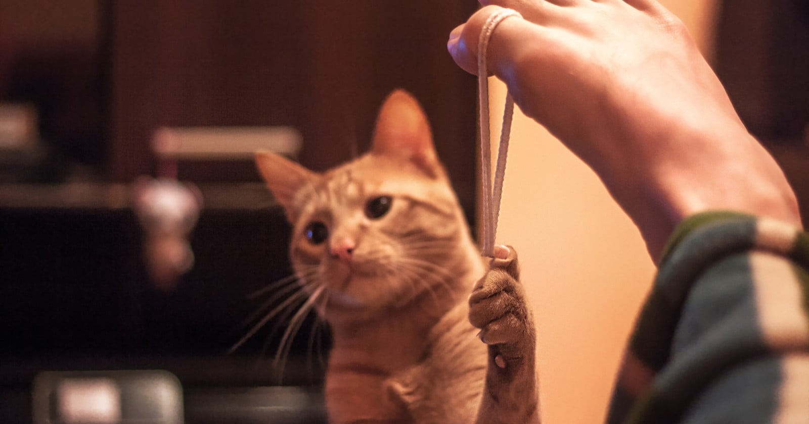 A ginger cat reaches a paw toward a person's hand in a warmly lit room