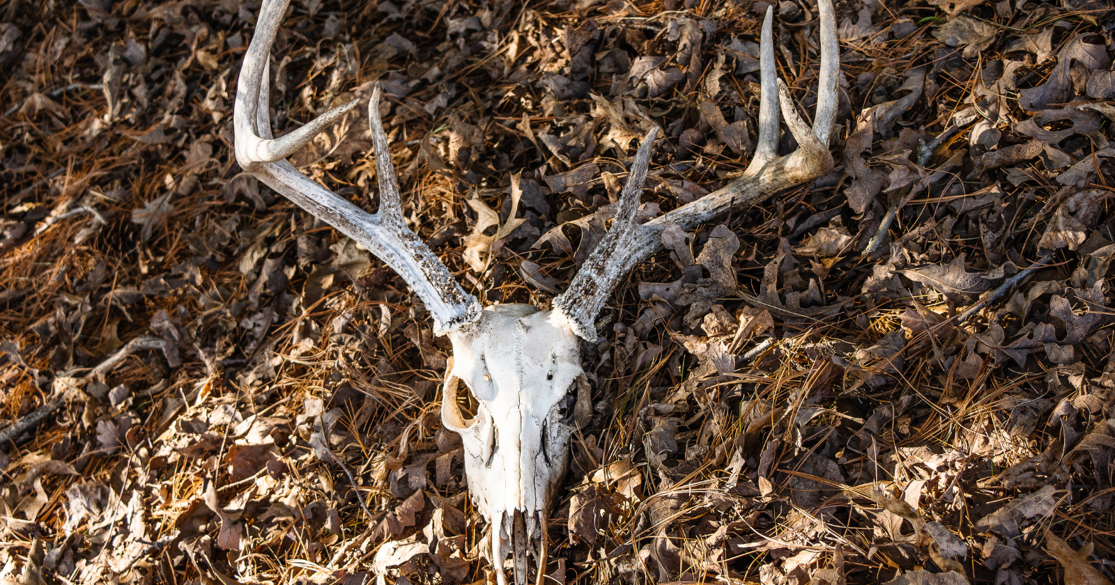 An antlered animal skull lying among dry leaves and pine needles